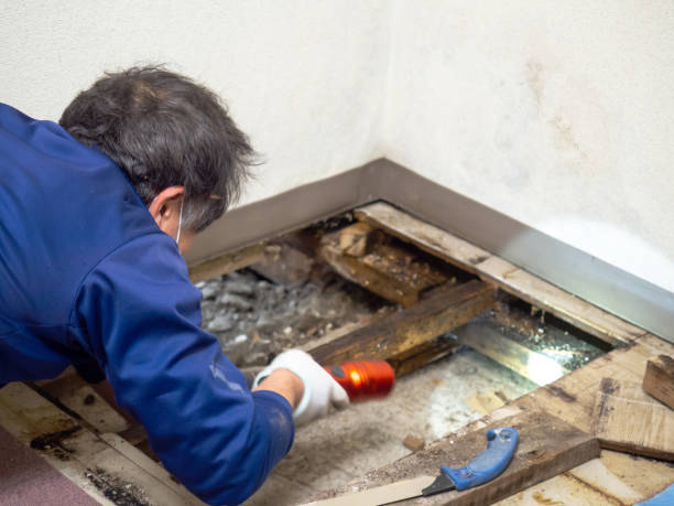 Best Mold Damage Repair  in Georgetown, IL