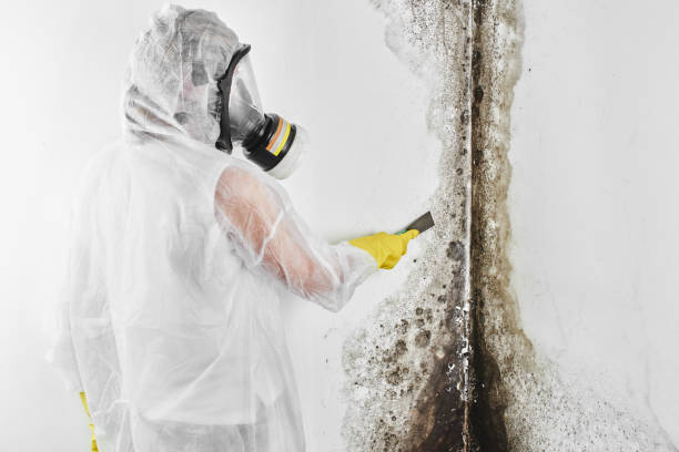 Best Mold Remediation  in Georgetown, IL