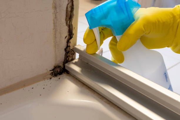 Best Mold Testing  in Georgetown, IL