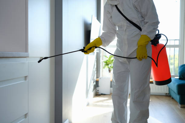 Best Mold Removal Company Near Me  in Georgetown, IL