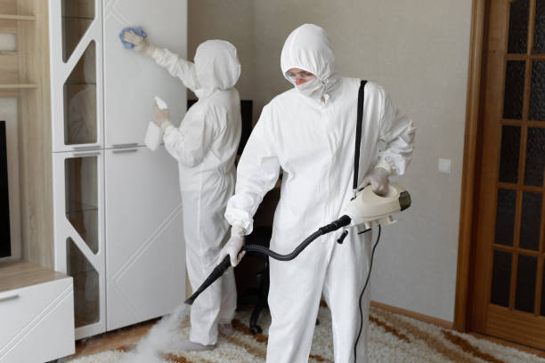 Best Black Mold Removal  in Georgetown, IL