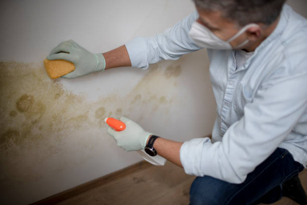 Best Commercial Mold Removal  in Georgetown, IL