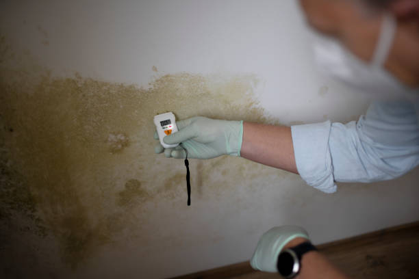 Best Best Mold Removal Companies  in Georgetown, IL