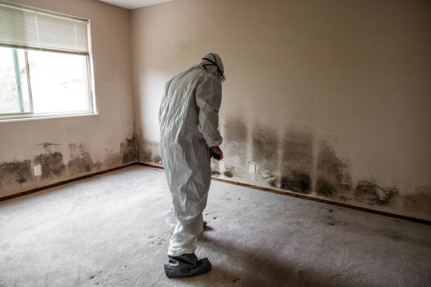 Best Attic Mold Removal  in Georgetown, IL