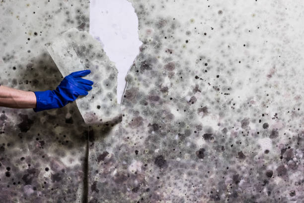 Best Crawl Space Mold Removal  in Georgetown, IL