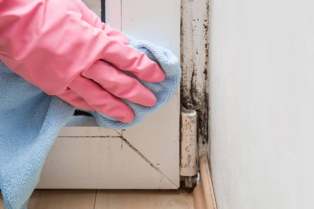 Best Commercial Mold Removal  in Georgetown, IL