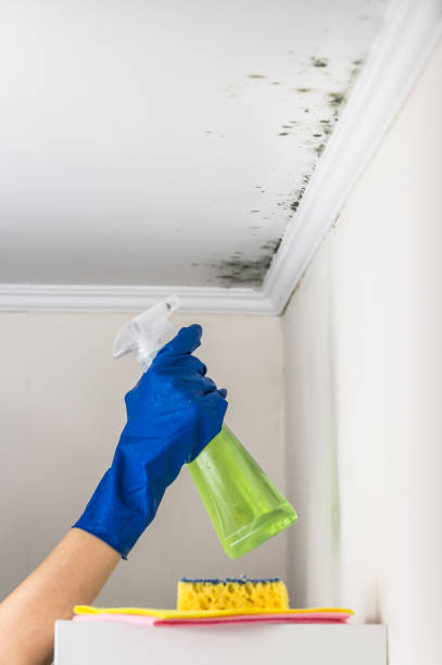 Trusted Georgetown, IL Mold Removal Experts