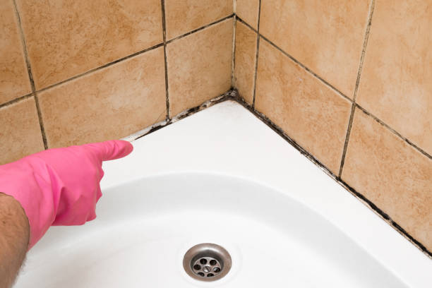 Mold Removal and Inspection in Georgetown, IL